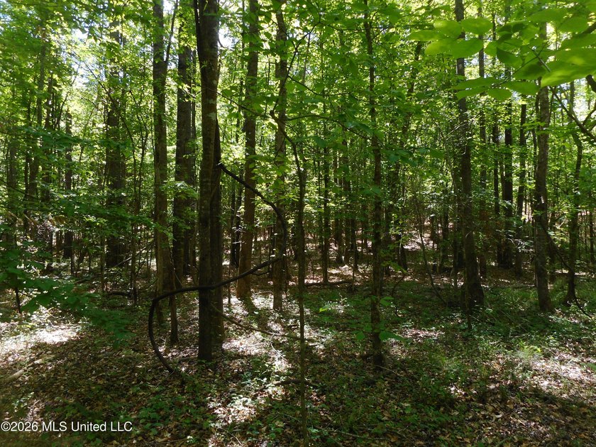 Lena 40+/- acres with about 1,400 feet of frontage along Hwy 25 - photo 14