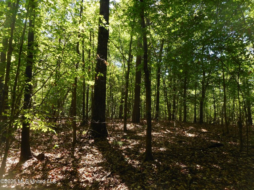 Lena 40+/- acres with about 1,400 feet of frontage along Hwy 25 - photo 19