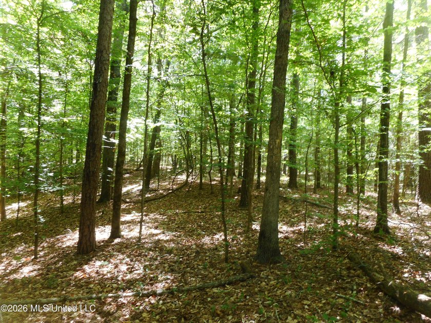 Lena 40+/- acres with about 1,400 feet of frontage along Hwy 25 - photo 22