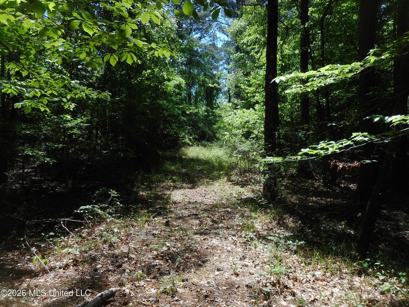 Lena 40+/- acres with about 1,400 feet of frontage along Hwy 25 - photo 23