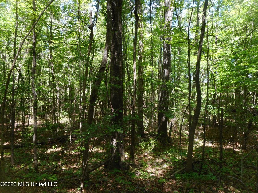 Lena 40+/- acres with about 1,400 feet of frontage along Hwy 25 - photo 26