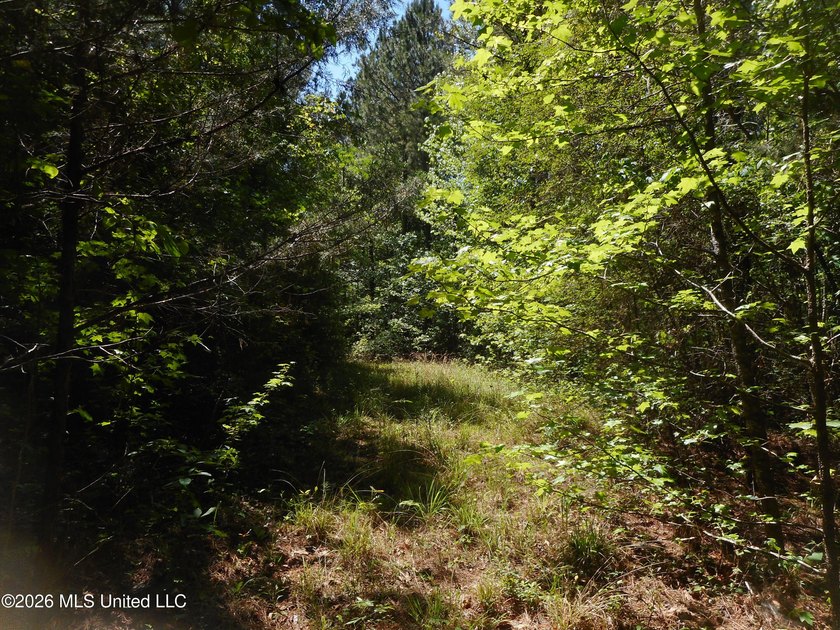 Lena 40+/- acres with about 1,400 feet of frontage along Hwy 25 - photo 27