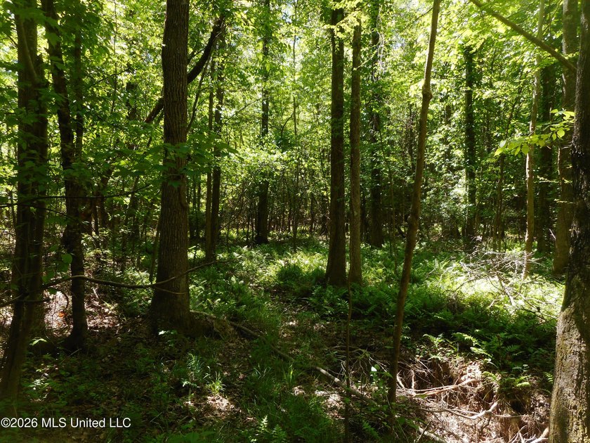 Lena 40+/- acres with about 1,400 feet of frontage along Hwy 25 - photo 29