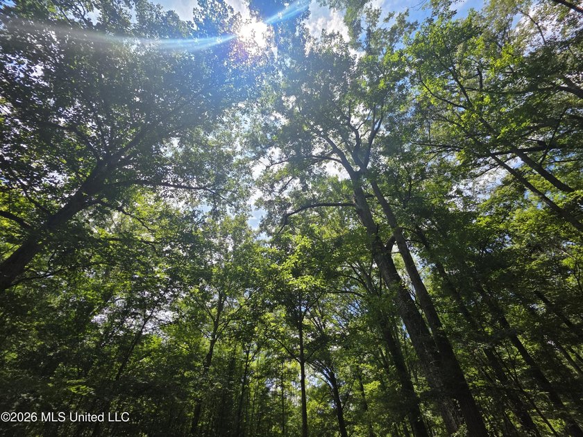 8+/- Acres Bordering Caney Creek Wildlife Management Area | - photo 24