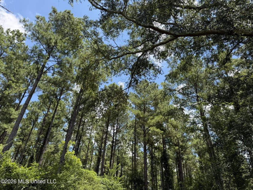 Set across 397 acres in Jefferson Davis County, Mississippi - photo 44