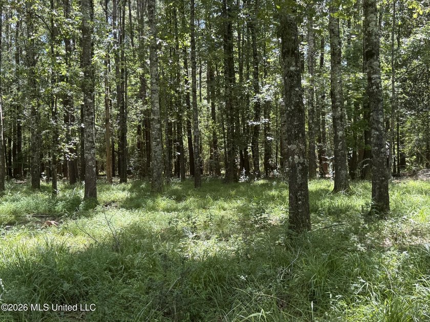 Set across 397 acres in Jefferson Davis County, Mississippi - photo 50