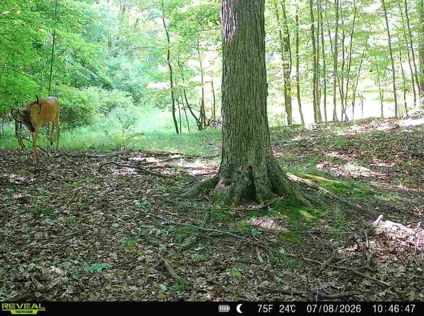 This premium 85-acre recreational property offers the ultimate - photo 49