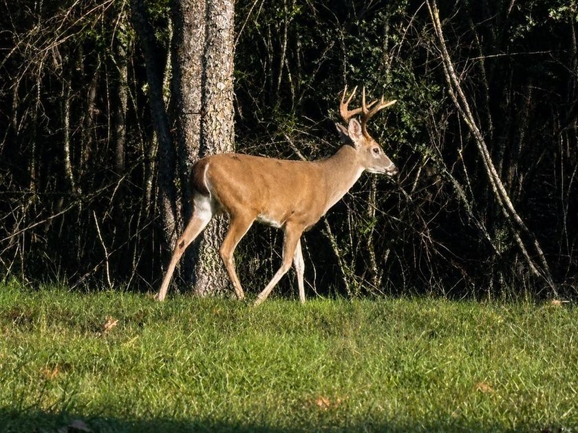 4BD/2.5BA home on 8.21 Acres zoned for Heritage Schools! - photo 45