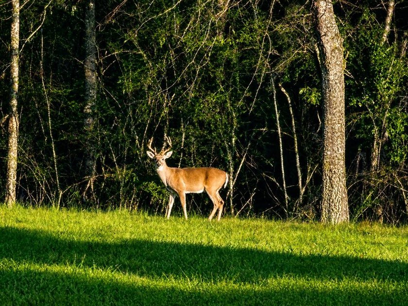 4BD/2.5BA home on 8.21 Acres zoned for Heritage Schools! - photo 46