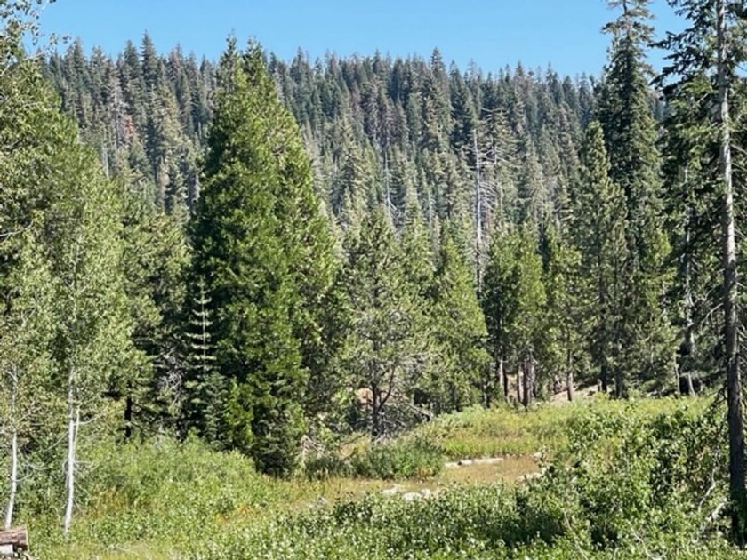 304 acres of incredible mountain property. Surrounded by USFS - photo 11