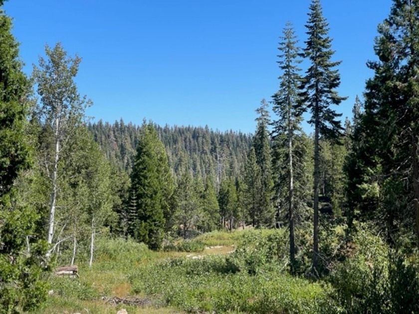 304 acres of incredible mountain property. Surrounded by USFS - photo 12
