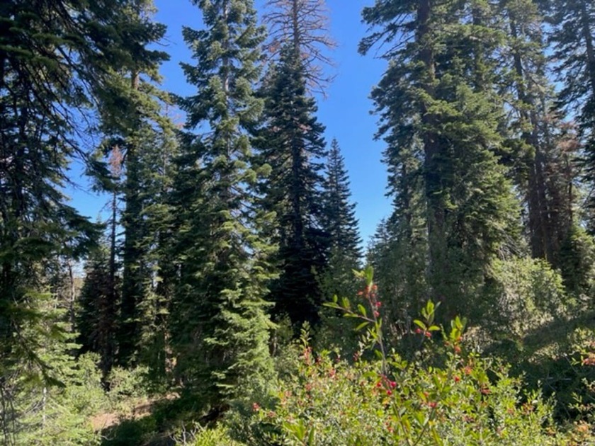 304 acres of incredible mountain property. Surrounded by USFS - photo 20