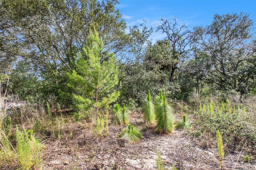 Calling all investors, developers, and buyers! 5 beautiful acres - photo 22
