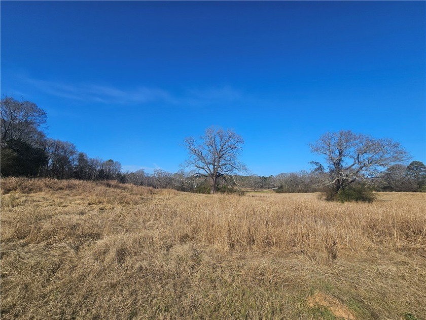 Very open unrestricted land with some mixed hardwoods. Property - photo 11