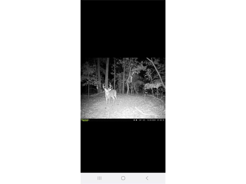 Very open unrestricted land with some mixed hardwoods. Property - photo 24