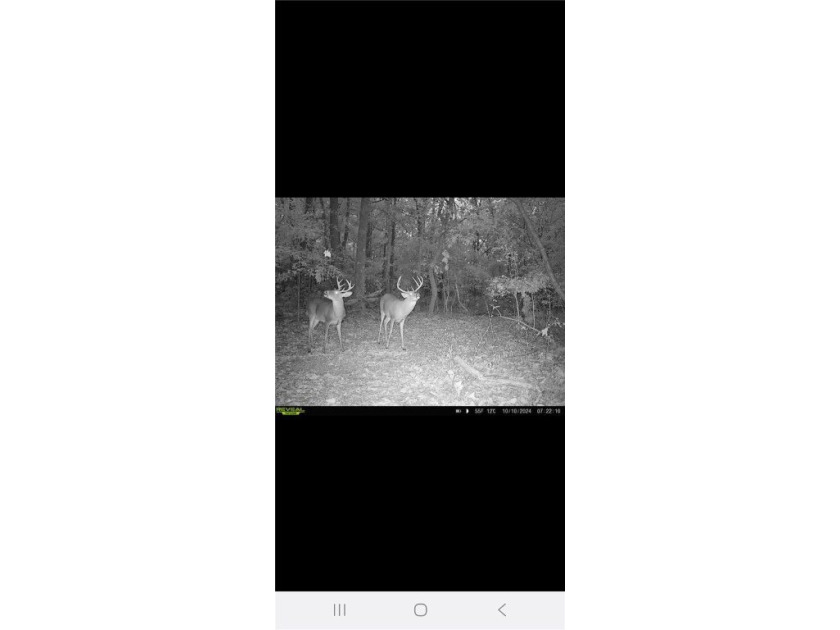 Very open unrestricted land with some mixed hardwoods. Property - photo 25