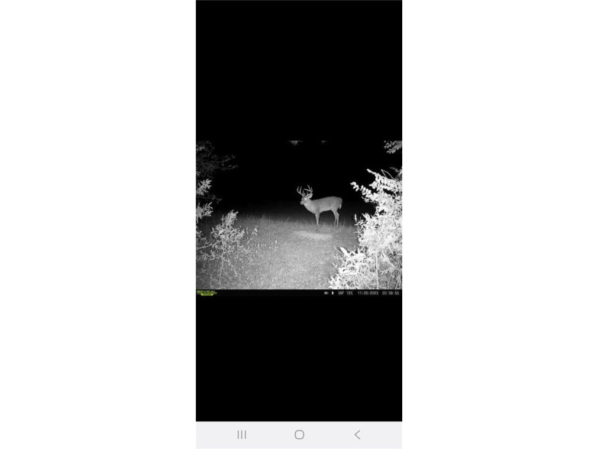 Very open unrestricted land with some mixed hardwoods. Property - photo 28