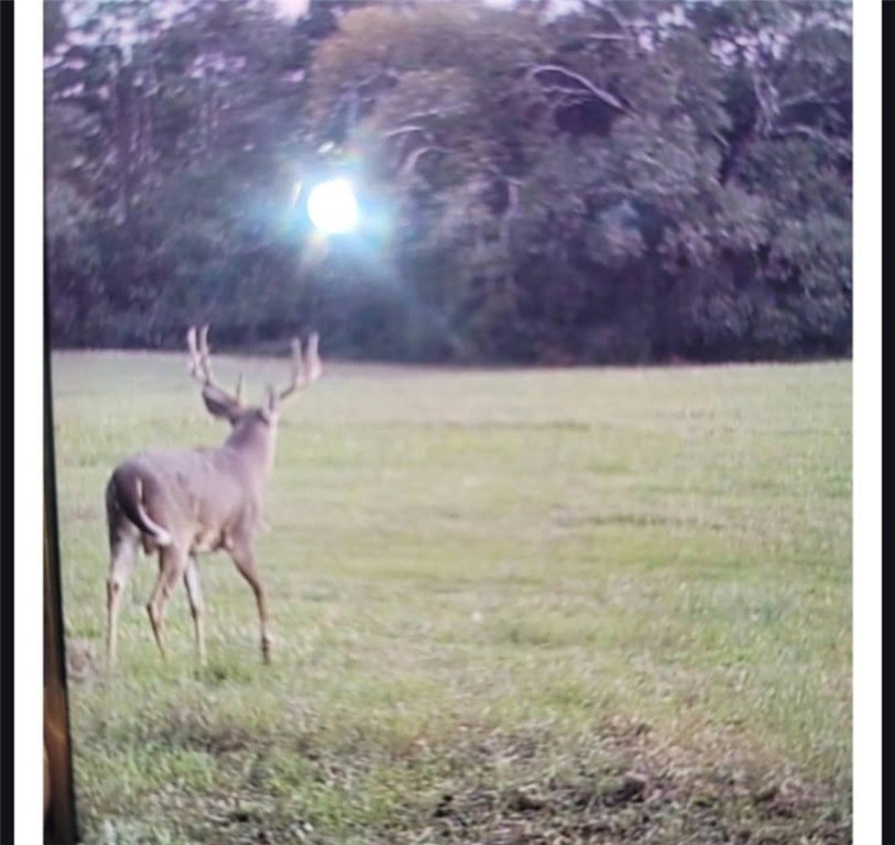 Very open unrestricted land with some mixed hardwoods. Property - photo 30