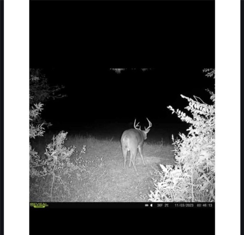 Very open unrestricted land with some mixed hardwoods. Property - photo 31
