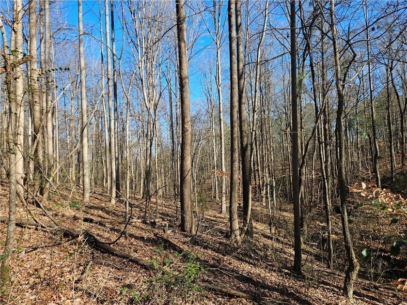 Unrestricted land with almost 4 acres of pasture for building a - photo 15