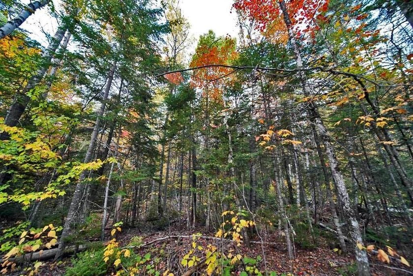 Land In Maine For Low Cost Vacation Getaways. Work, Work Some - photo 20
