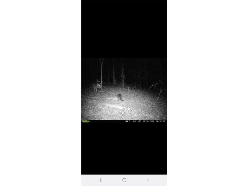 Unrestricted land with almost 4 acres of pasture for building a - photo 20