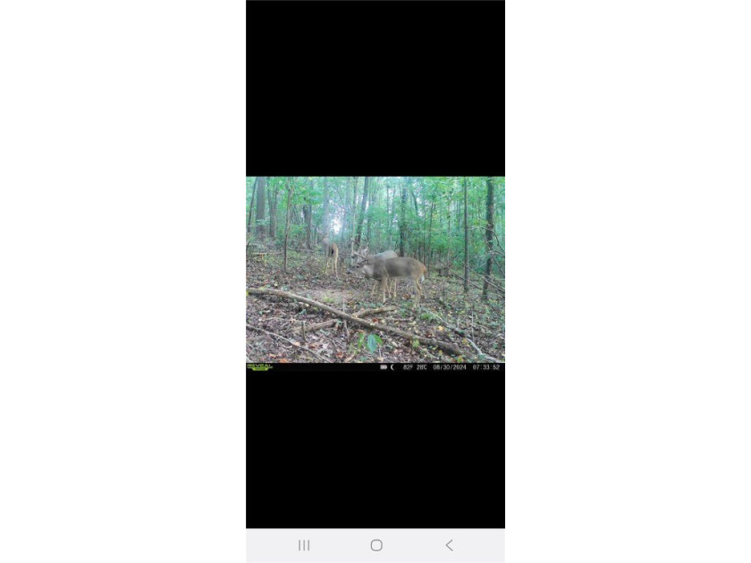 Unrestricted land with almost 4 acres of pasture for building a - photo 23