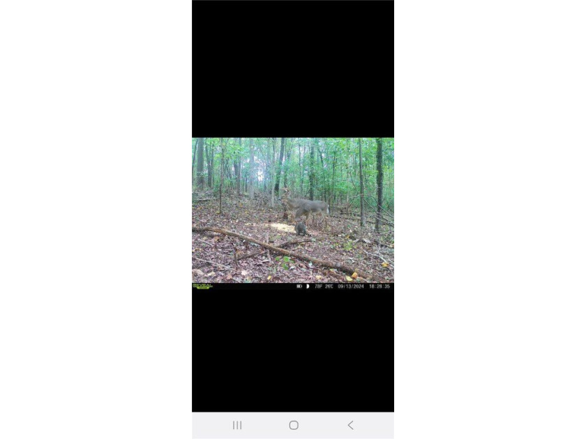 Unrestricted land with almost 4 acres of pasture for building a - photo 27