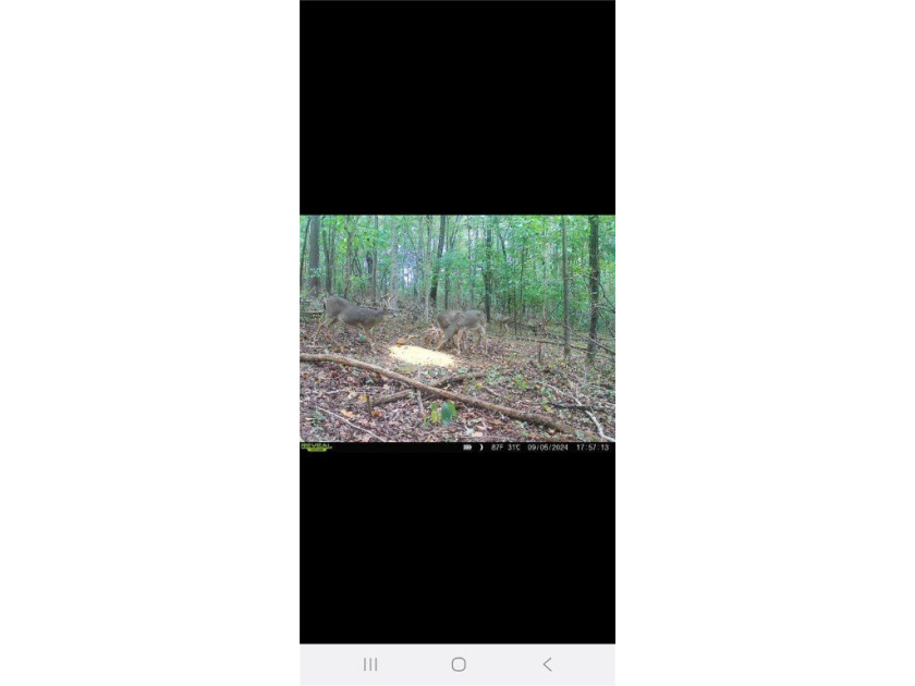 Unrestricted land with almost 4 acres of pasture for building a - photo 31