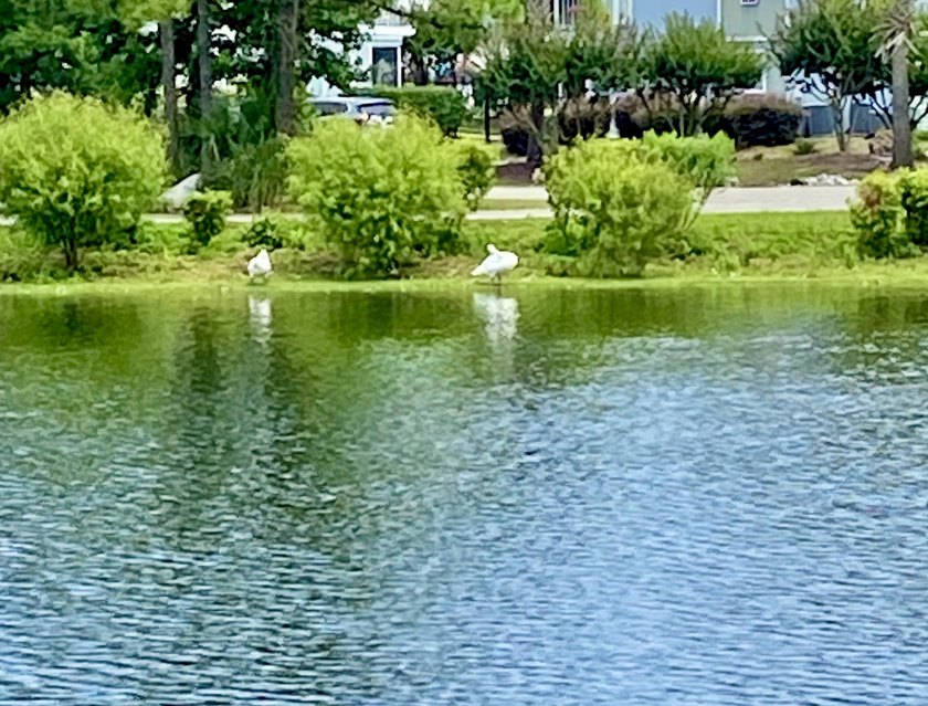 This 2 BR 2 BA condo is in Grand Palms Resort (previously - photo 30