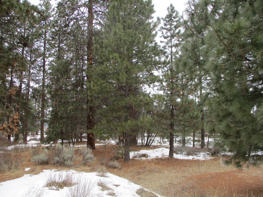 Residential Lot in Gorgeous Latakomie Shores Subdivision, Septic - photo 4