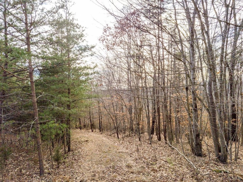 Rare opportunity! 4.90 acres of pristine wooded bliss with lake - photo 8
