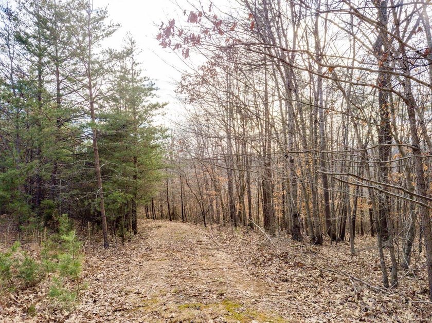 Rare opportunity! 4.90 acres of pristine wooded bliss with lake - photo 9