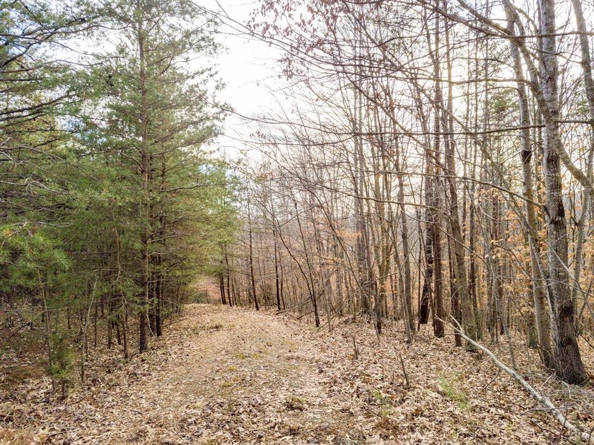 Rare opportunity! 4.90 acres of pristine wooded bliss with lake - photo 10