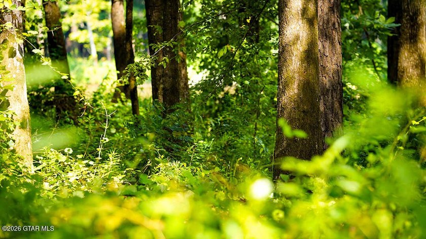 Lot 3 Tucked among mature trees, this scenic lot is ideal for - photo 3