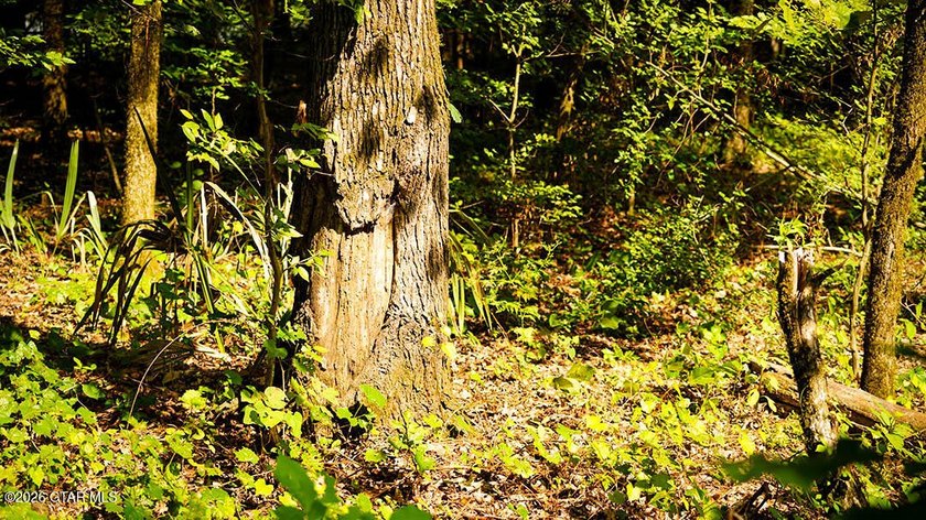Lot 8 Build your dream home on this scenic wooded lot with room - photo 3