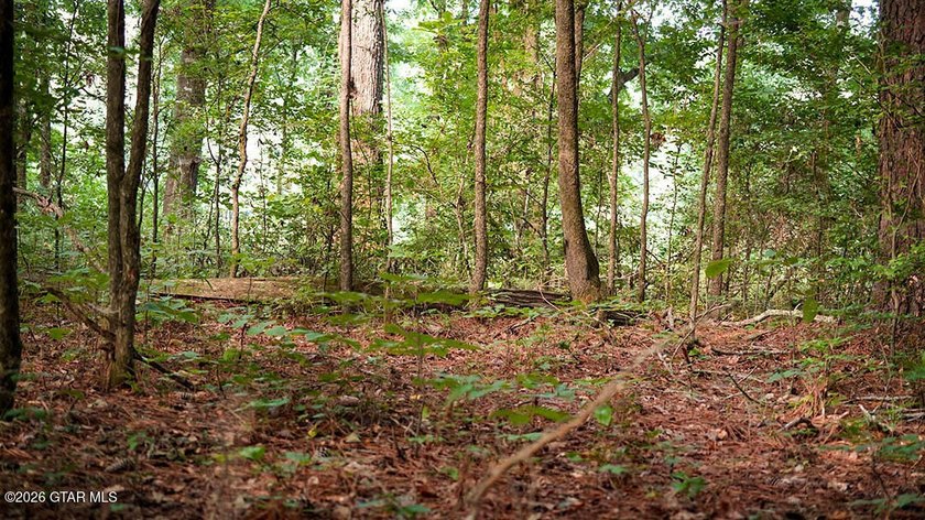 Lot 10 This is a gorgeous wooded tract with ideal terrain for - photo 3
