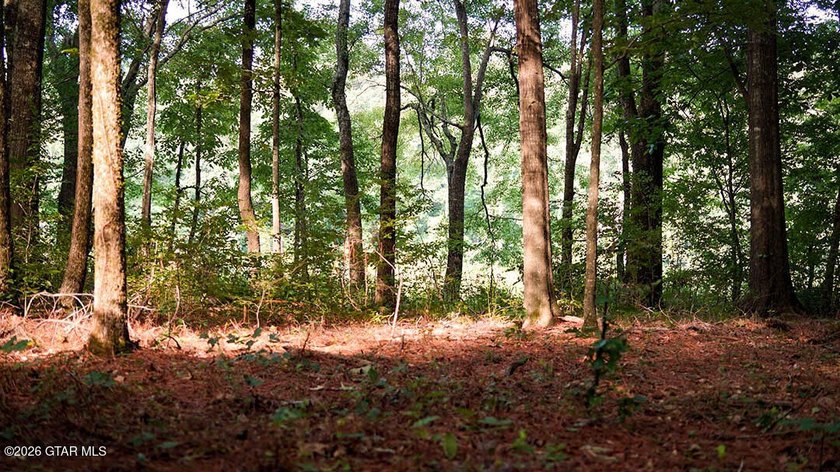 Lot 10 This is a gorgeous wooded tract with ideal terrain for - photo 6