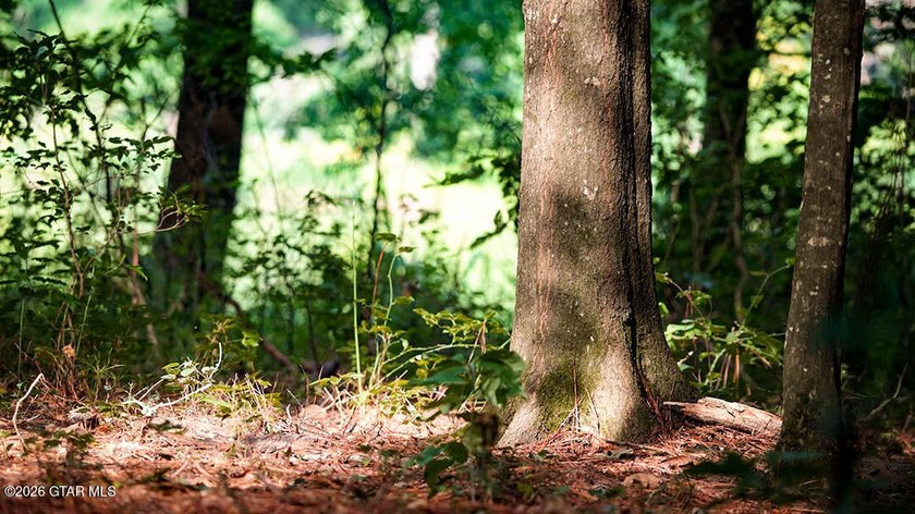 Lot 10 This is a gorgeous wooded tract with ideal terrain for - photo 7