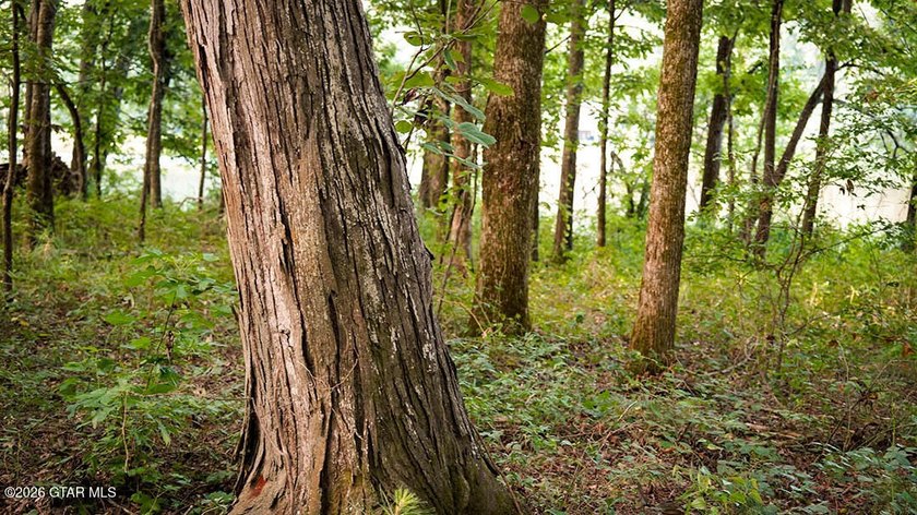 Lot 11 Here's a spacious lot with mature timber and excellent - photo 5