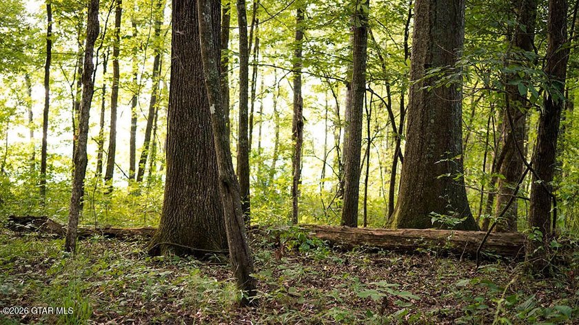 Lot 11 Here's a spacious lot with mature timber and excellent - photo 8