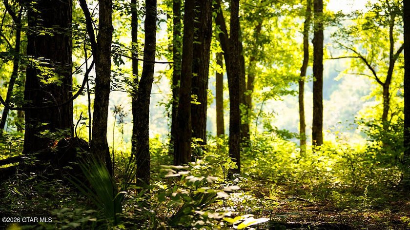 Lot 14 A stunning wooded lot with plenty of space to create your - photo 2