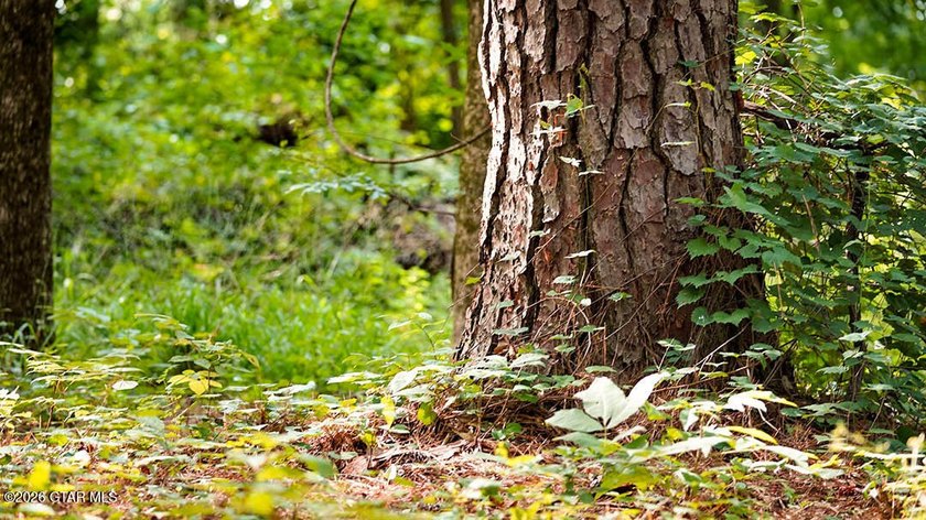 Lot 17 Nestled in a quiet setting, this wooded lot provides the - photo 5