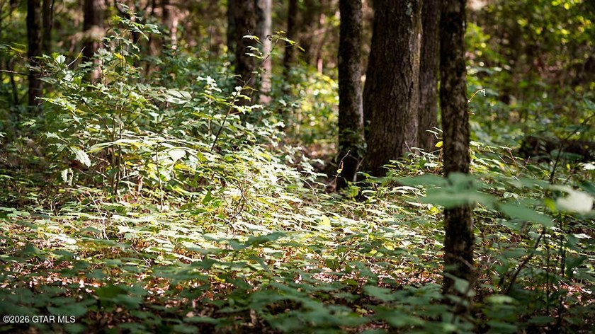 Lot 17 Nestled in a quiet setting, this wooded lot provides the - photo 7