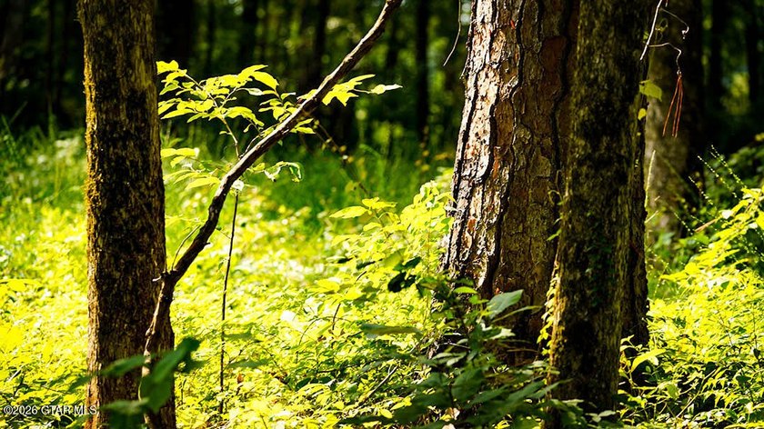 Lot 18 A premium lot with beautiful natural surroundings and - photo 5