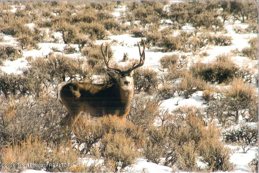 Escape to wide open spaces at 41 Marsh Creek Road in Cora, WY- - photo 9