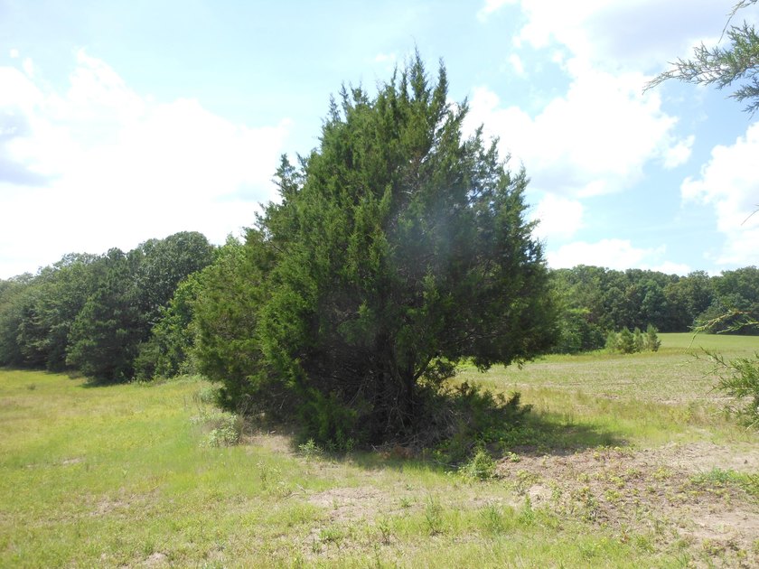 THIS IS THE SOUTH AND SOUTHWEST PORTION OF A 70 ACRE TRACT. IT - photo 2