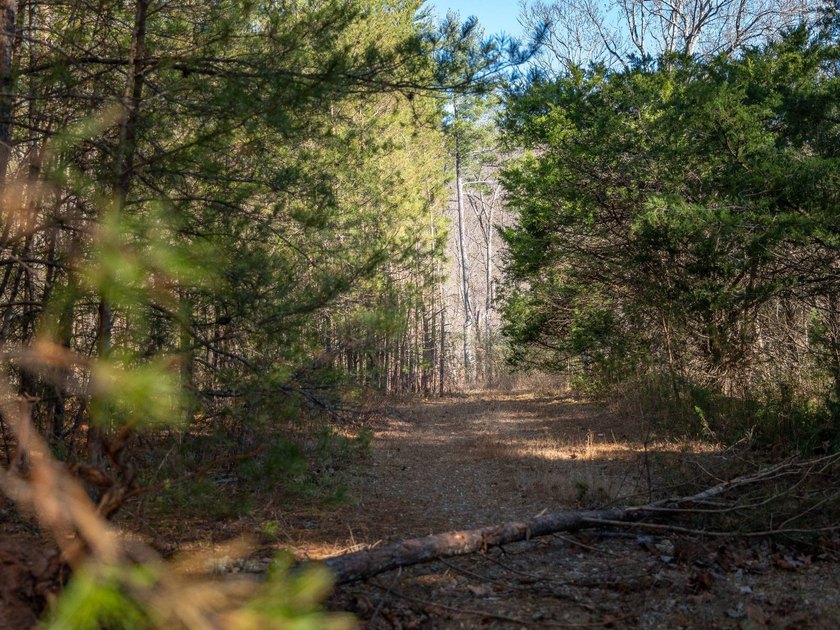 Nineteen acres in Landrum, South Carolina, set just off Highway - photo 15