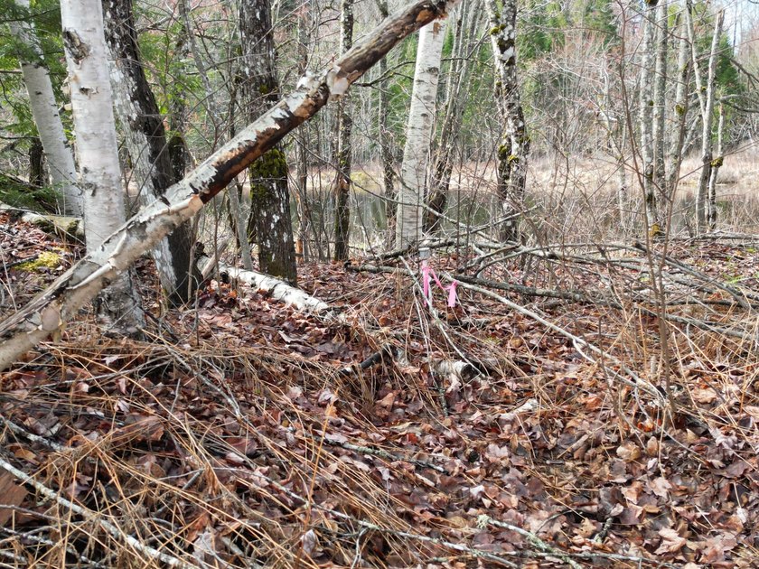 Spacious 22-acre parcel located on Merriman Road in the quiet - photo 4