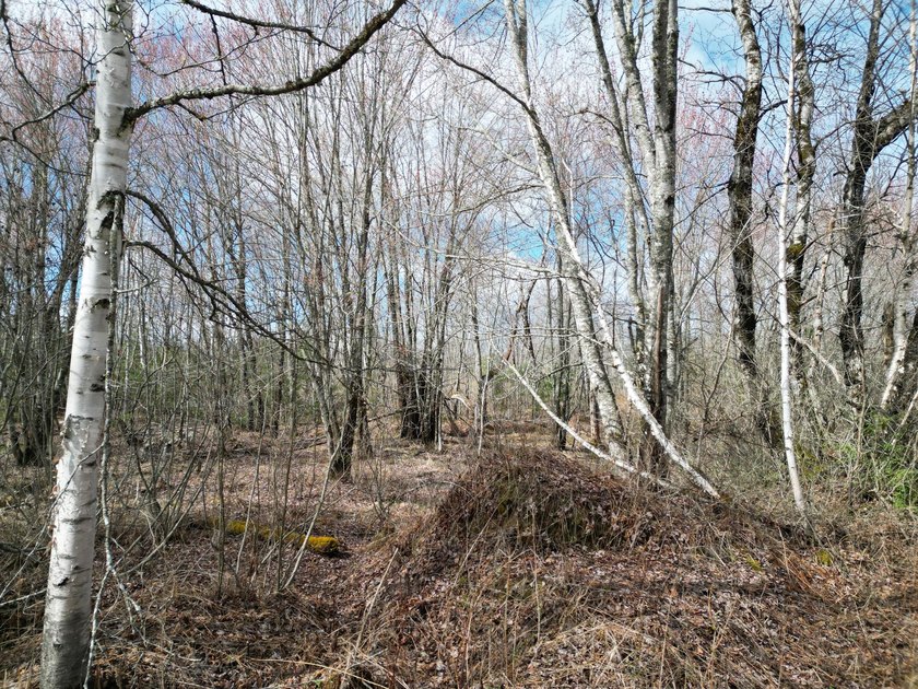 Spacious 22-acre parcel located on Merriman Road in the quiet - photo 6